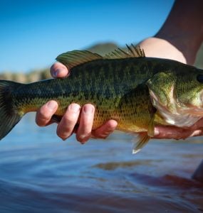 person holding a bass caught with a buzzbait lure
