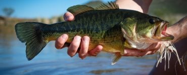 person holding a bass caught with a buzzbait lure