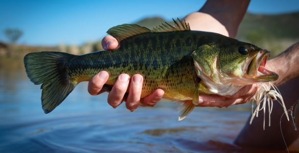 person holding a bass caught with a buzzbait lure