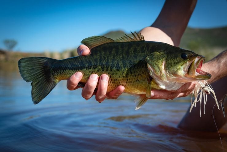person holding a bass caught with a buzzbait lure