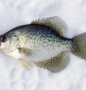 ice fishing for crappie with lures