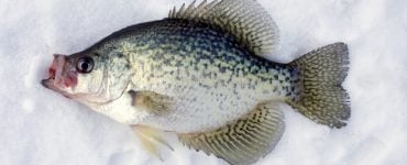 ice fishing for crappie with lures