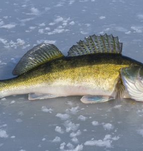 ice fishing for walleye with lures
