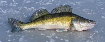 ice fishing for walleye with lures