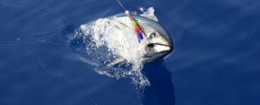 best tuna lure to catch bluefin