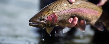 trout fishing on a stream
