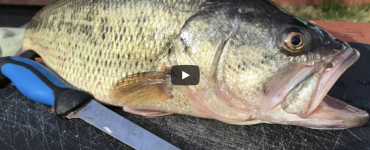 how to fillet a bass