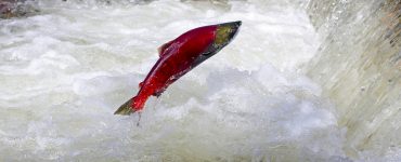 fish spawning
