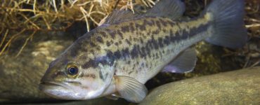 do fish sleep