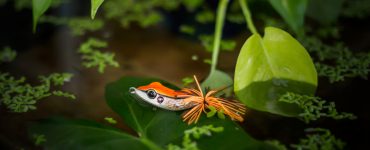 frog bait in lilly pads