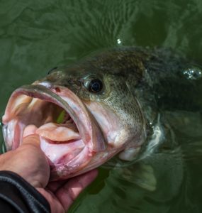 texas bass fishing