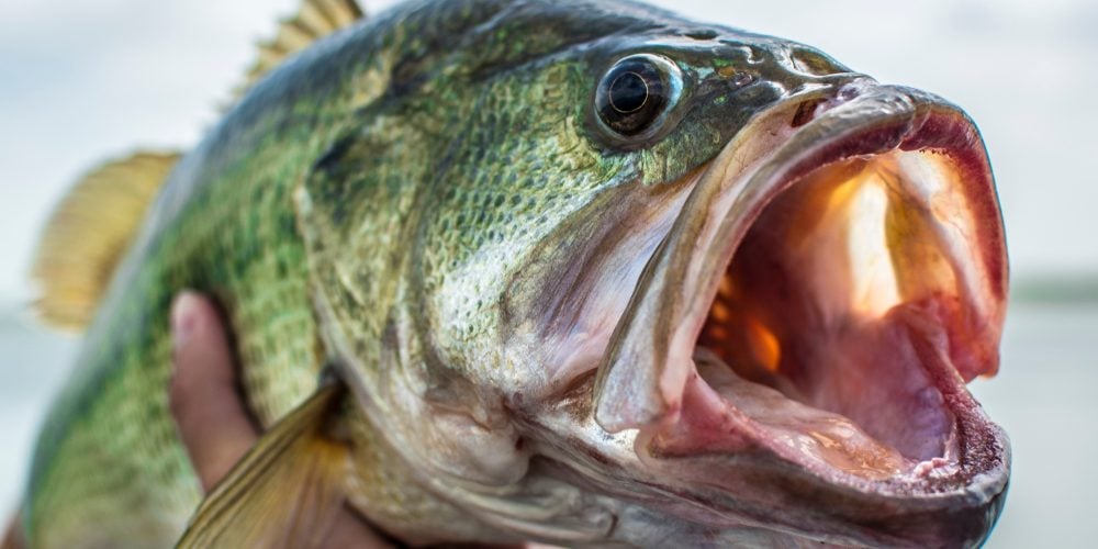live bait for bass