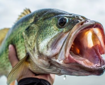 live bait for bass