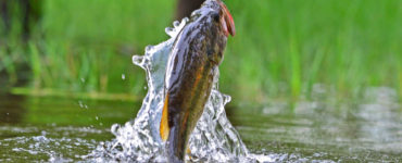 bass jumping on top of water
