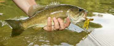 bass with plastic bait