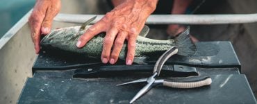 person removing hook from a fish with fishing pliers