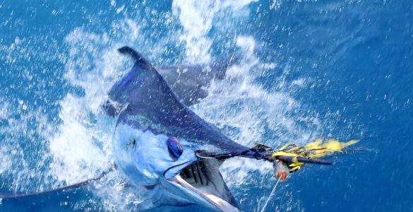 catching marlin with a trolling lure