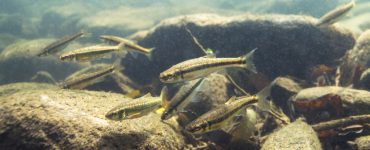 minnows in a stream
