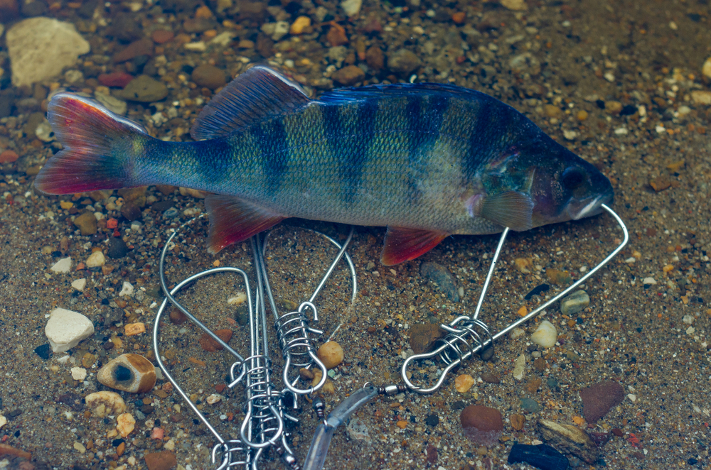 Handmade Metal Fishing Stringer – Trout Stringer, Varying Lengths & Colors