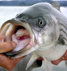 striped bass fish