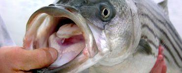 striped bass fish