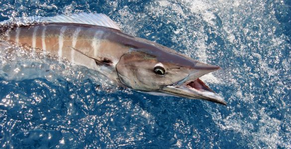 best wahoo lures for fishing