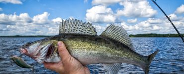 a man walleye fishing with lures