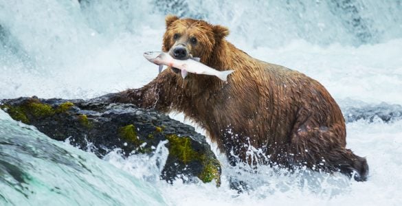 best fishing guides in alaska
