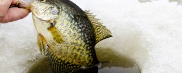 crappie ice fishing