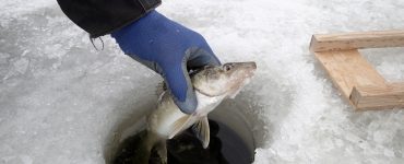 walleye ice fishing