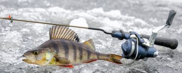 ice fishing perch
