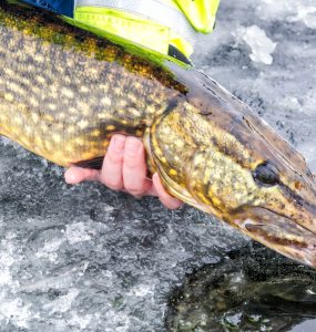 pike ice fishing
