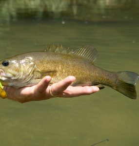 best smallmouth bass lures
