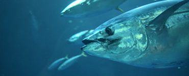 tuna fishing