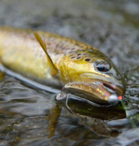 brown trout catch with bait