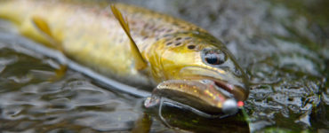 brown trout catch with bait