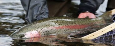 landing a fish with a rubber net