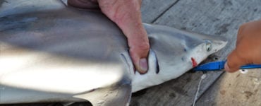 saltwater fishing pliers removing a hook