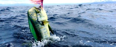 best mahi lures for trolling