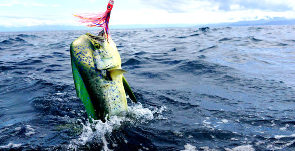 best mahi lures for trolling