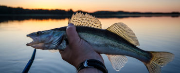 walleye caught on leech lake