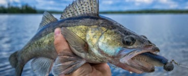 walleye eating a jig