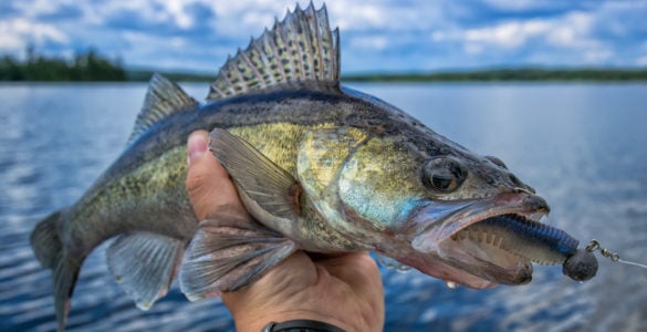 walleye eating a jig