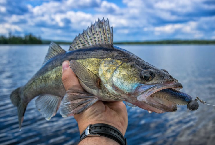 walleye eating a jig