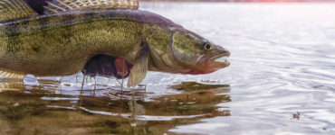walleye fishing in a lake