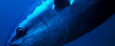 Bluefin Tuna Close Up Underwater