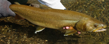 bull trout