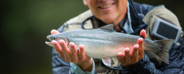 dolly varden