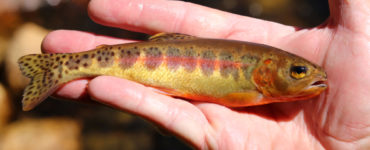 golden trout