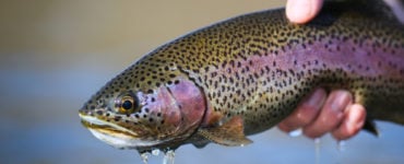 rainbow trout